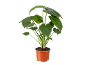 Plante d'intérieur verte en pot avec de grandes feuilles