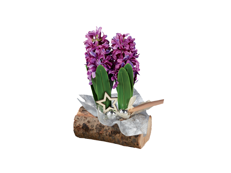 Jacinthes violettes dans une bûche en bois avec des décorations de Noël.