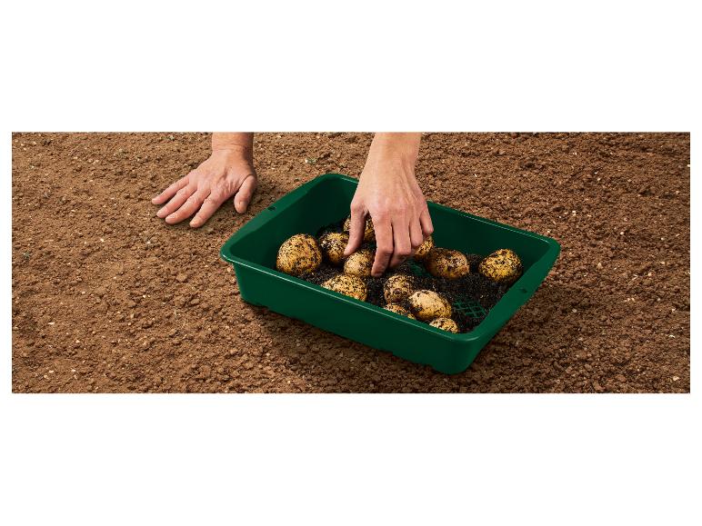 Plantation de pommes de terre : bac vert et terreau.