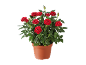 Rosier rouge en pot de terre cuite.
