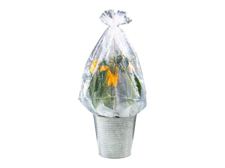 Une plante aux fleurs jaunes dans un pot en métal, emballée dans du plastique.