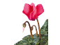Cyclamen rose avec feuilles vertes et bourgeons sur fond noir.