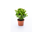 Plante succulente en pot avec des bourgeons blancs sur fond blanc.