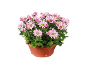 Marguerites roses dans un pot en plastique marron sur fond noir.