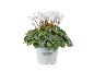 Plante de cyclamen blanc en pot avec des feuilles vertes, avec le texte 'Cyclamen Alpenveilchen' sur le pot.