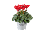 Cyclamen rouge en pot blanc avec le texte « Cyclamen Alpenveilchen ».