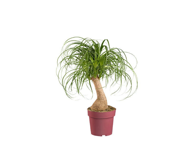 Plante verte dans un pot rouge sur fond noir.