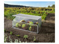 Une serre transparente avec des plants de laitue dans un jardin.