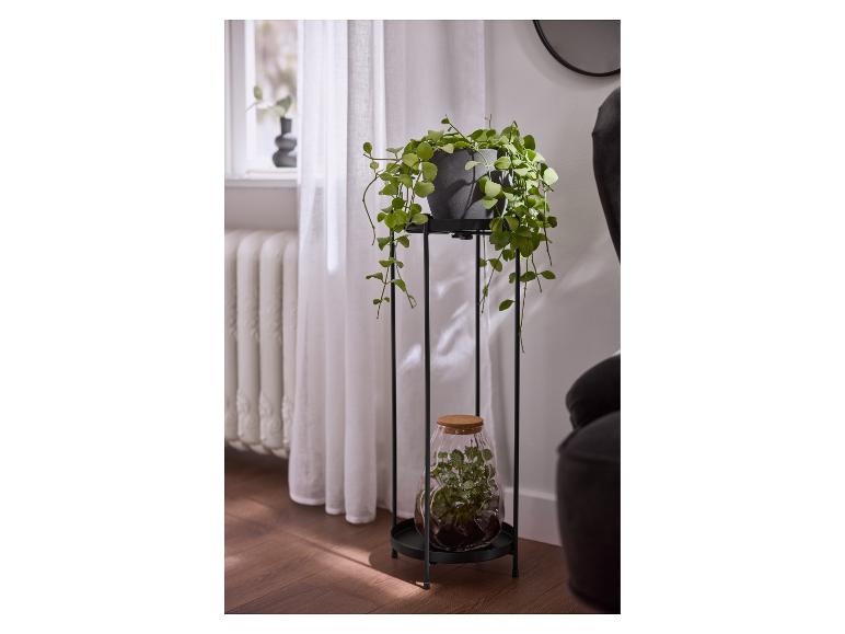 Plante verte en pot sur un support noir avec un terrarium en dessous, près d'une fenêtre.