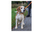 Un Beagle avec un collier orange, en laisse, regarde à droite.