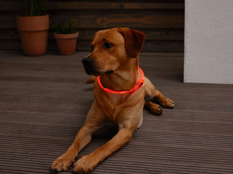 Aller en mode plein écran : zoofari® Collier à LED pour chien ou collier lumineux USB - Image 8