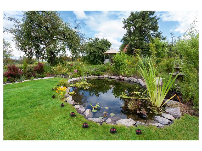 Étang de jardin avec nénuphars, entouré d'herbe, d'arbres et de lumières décoratives.