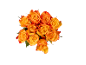 Bouquet de roses oranges aux bords rouges sur fond noir.