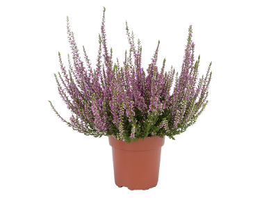Bruyère calluna