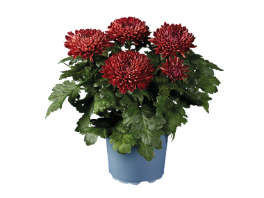 Chrysanthème grosse tête déco