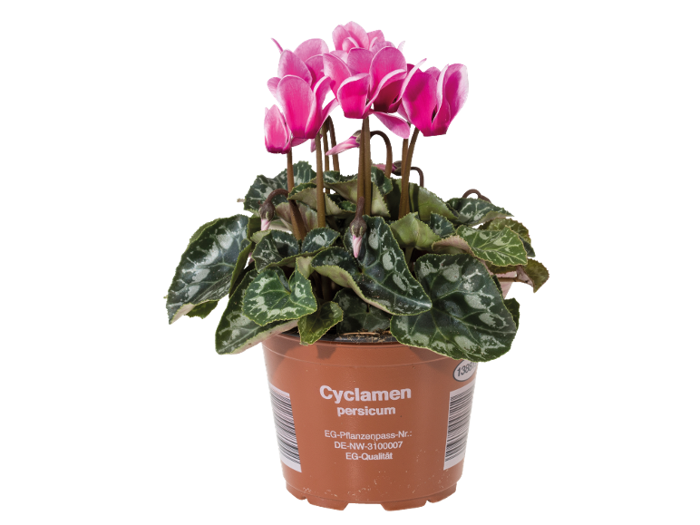 Cyclamen persicum à fleurs roses et feuilles vertes dans un pot en plastique marron.