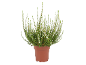 Plante de bruyère blanche dans un pot marron
