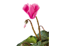 Cyclamen rose avec un bouton et des feuilles vertes sur fond noir.