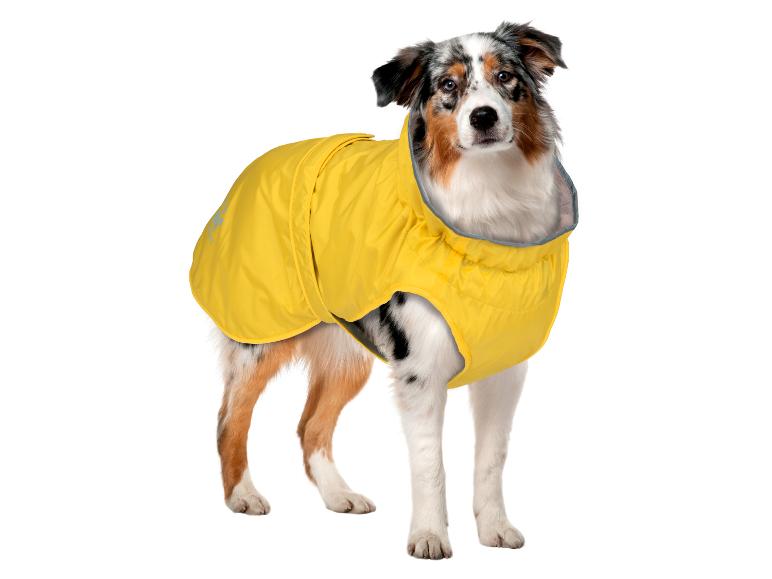 Un berger australien avec un imperméable jaune.