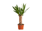 Plante de yucca en pot avec des feuilles vertes et un tronc brun épais.