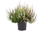 Plante de bruyère en pot noir avec des fleurs blanches et roses