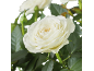 Rose blanche aux pétales doux et feuilles vertes, au premier plan.