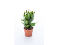 Plante de cactus de Noël en pot marron avec des bourgeons roses