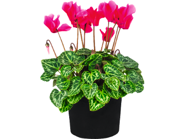 Gros Chrysanthème