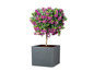 Arbuste fleuri avec des fleurs violettes dans un pot gris.