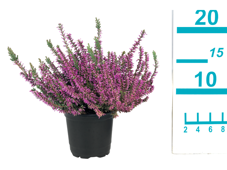 Plante de bruyère à fleurs violettes dans un pot noir, avec une règle de mesure.