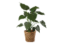 Plante d'intérieur à grandes feuilles vertes dans un panier en osier.