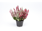 Plante de bruyère en pot avec des fleurs roses, blanches et rouges.