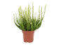 Plante de bruyère à fleurs blanches dans un pot marron sur fond blanc.