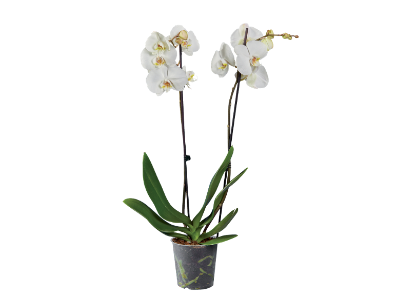 Orchidée blanche en pot transparent avec feuilles vertes et tiges foncées.