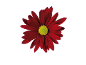Marguerite rouge avec un centre jaune.