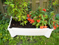 Une jardinière blanche avec une plante verte et des bégonias rouges.