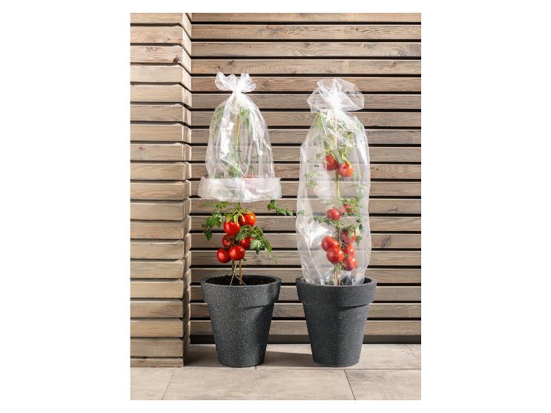 Deux plants de tomates en pots avec des housses de protection en plastique.