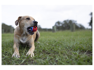 Nerf Dog Jouet pour chien