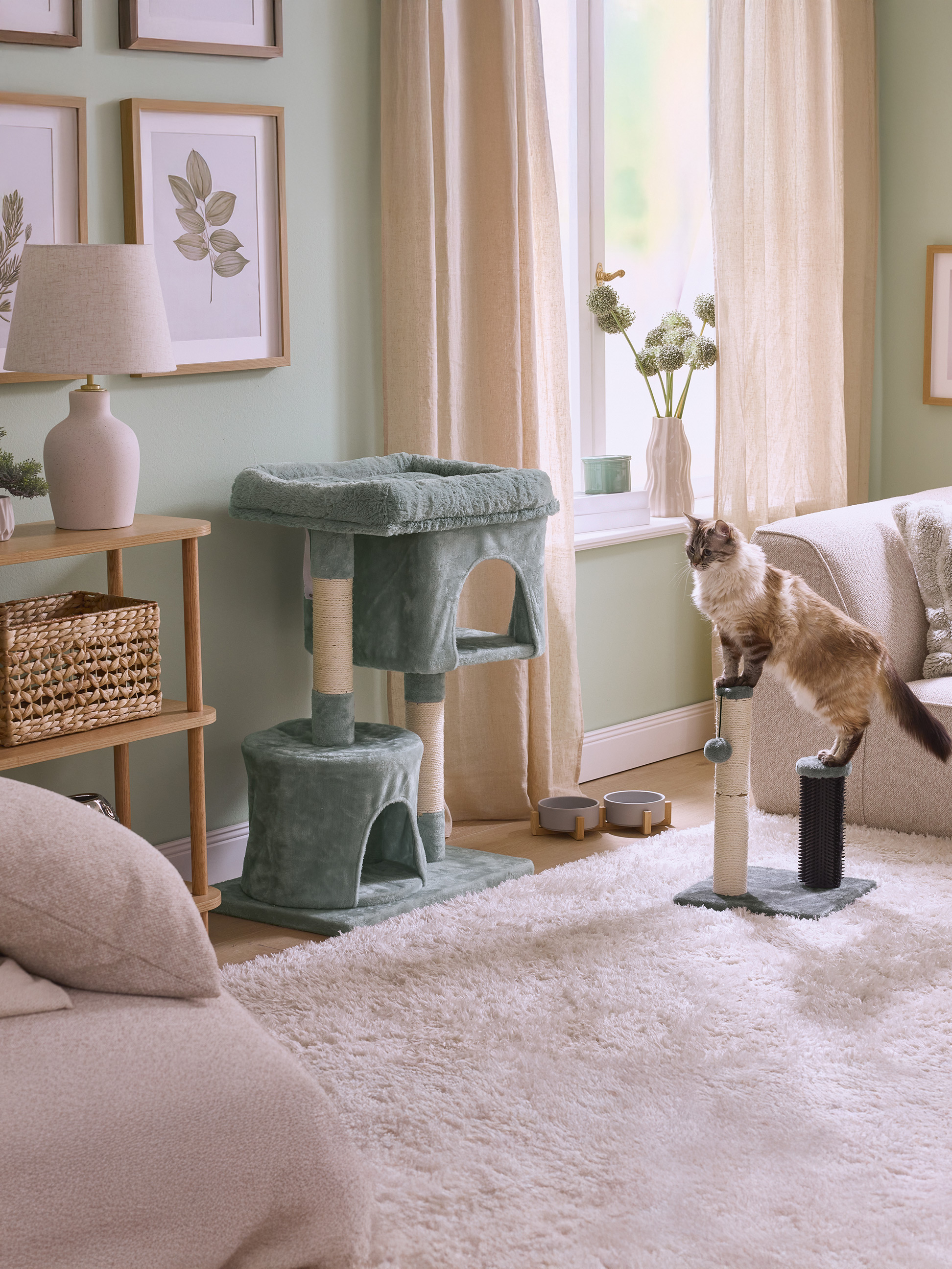 Chat sur un arbre à chat dans un salon avec tapis beige et murs verts.
