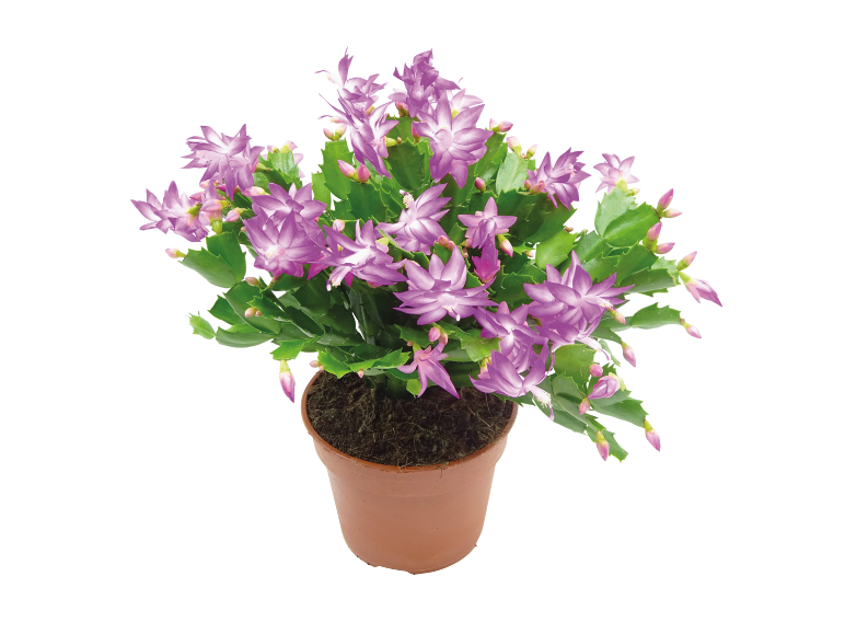 Cactus de Noël en pot avec fleurs et bourgeons violets