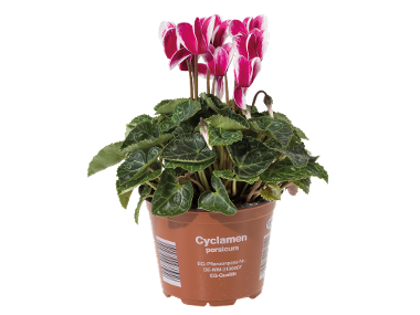mini Cyclamen