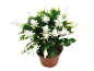 Cactus de Noël blanc dans un pot marron