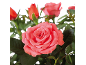 Roses couleur saumon avec des feuilles vertes sur fond noir.