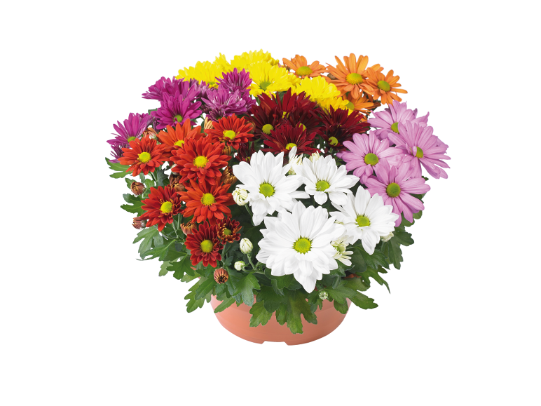 Chrysanthèmes multicolores dans un pot en terre cuite.