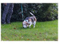 Un beagle sur une pelouse, en laisse.
