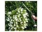 Un tuyau d'arrosage Gardena avec un embout pulvérisateur arrose des fleurs blanches.