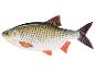 Illustration d'un poisson, probablement un gardon.