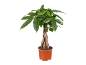 Plante d'argent tressée en pot orange