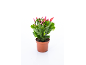 Plante de cactus de Noël en pot avec des bourgeons floraux roses
