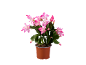Plante de cactus de Noël en pot avec des fleurs roses.